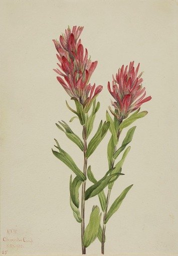 Alberta Paintbrush (Catilleja miniata)
