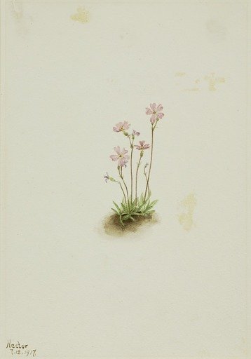 Alberta Primrose (Primula maccalliana)