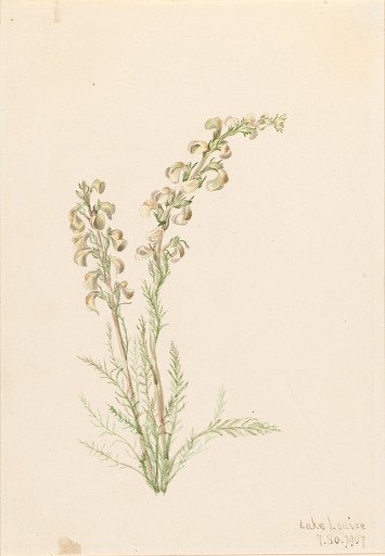 Alpine Fernlife (Pedicularis contorta)
