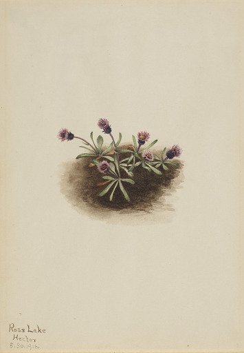 Alpine Fleabane (Erigeron unalaschcensis)