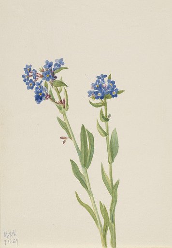 Alpine Forget-Me-Not (Myosotis alpestris)