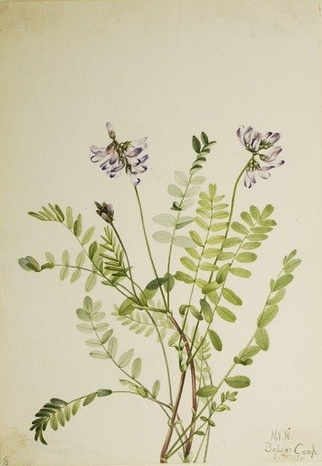 Alpine Milkvetch (Astragalus alpinus)