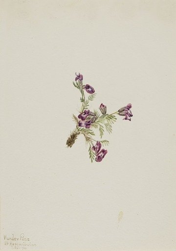 Alpine Pointvetch (Oxytropis podocarpa)