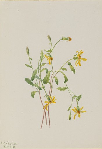 Alpine Ragwort (Senecio species)