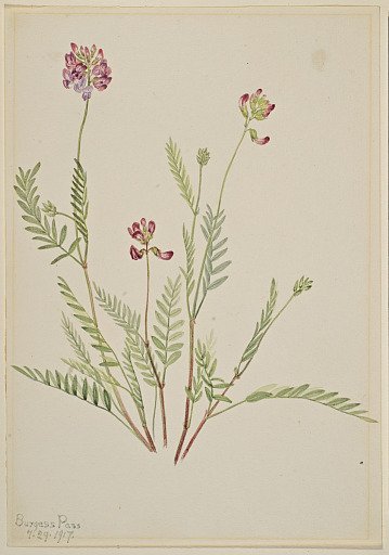 Alpine Vetch (Astragalus bourgovii)