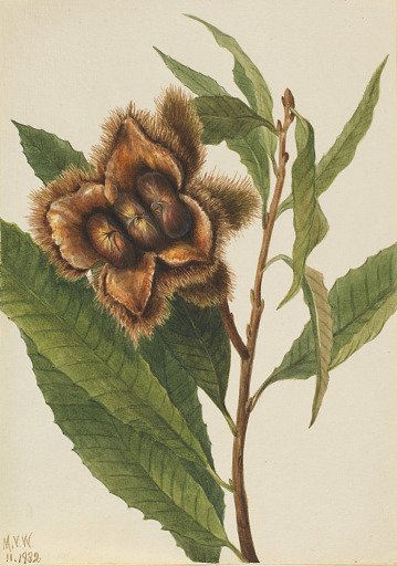 American Chestnut (Castanea dentata)