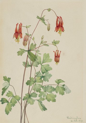 American Columbine (Aquilegia canadensis)