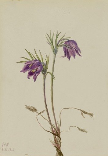 American Pasqueflower (Pulsatilla ludoviciana)