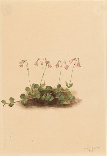 American Twinflower (Linnaea borealis americana)