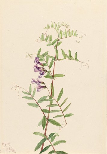 American Vetch (Vicia americana)