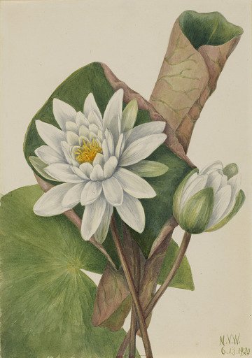 American Waterlily (Castalia odorata)