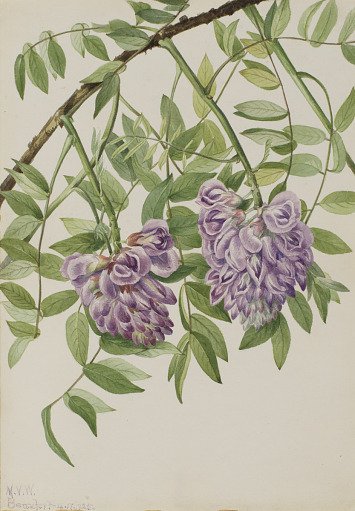 American Wisteria (Kraunhia frutescens)