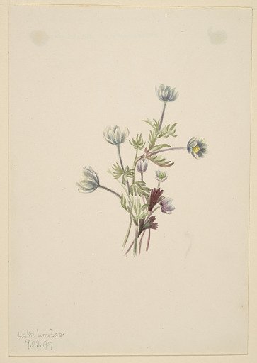 Anemone (Anemone drummondii)