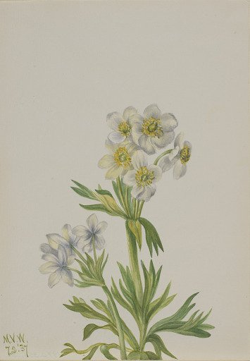 Anemone (Anemone zephyra)