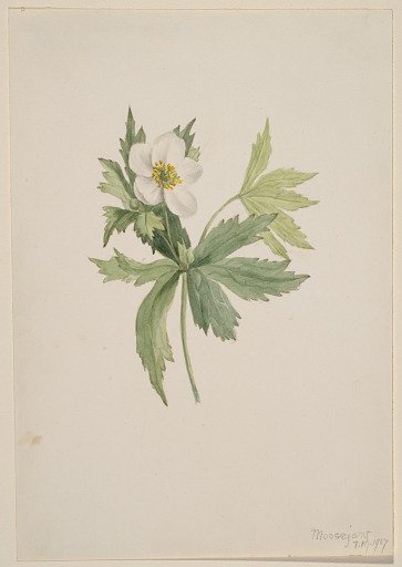 Anemone canadensis