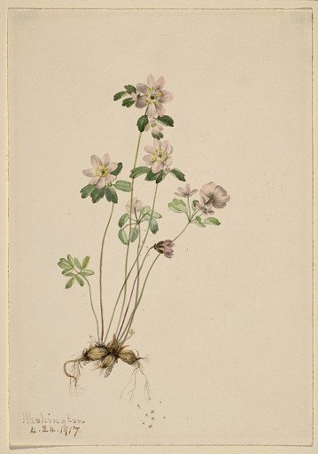 Anemonella (Syndesmon thalictroides)