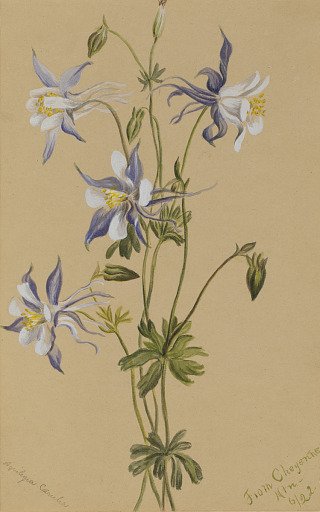 Blue Columbine (Aquilegia caerulea)