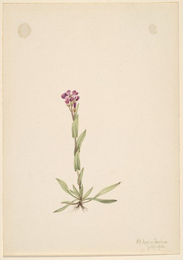 Arabis lyallii