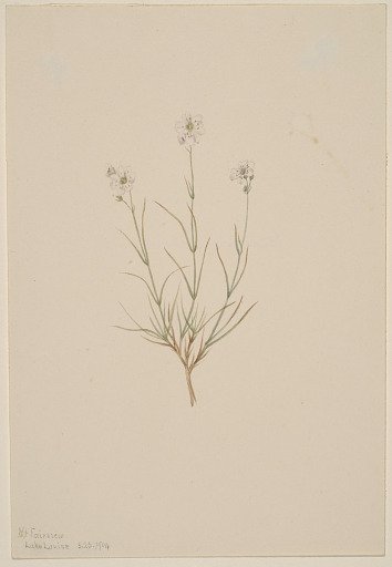 Arenaria formosa