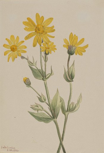 Arnica (Arnica latifolia)