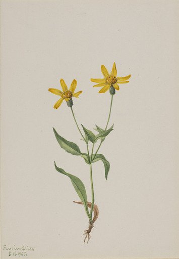 Arnica alpina
