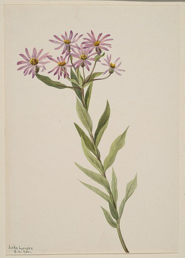 Aster Engelmann