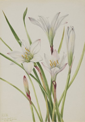 Atamasco-Lily (Atamosco atamasco)