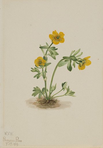 Avalanche Buttercup (Ranunculus suksdorfii)