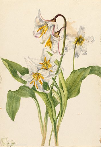 Avalanche Lily (Erythronium montanum)
