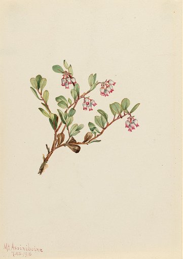 Bearberry (Arctostaphylos uva-ursi)