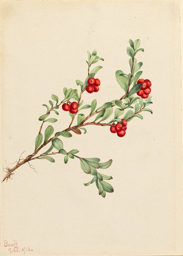 Bearberry (Arctostaphylos uva-ursi)