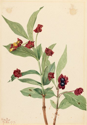 Bearberry Honeysuckle (Lonicera involucrata)