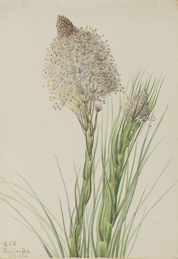 Beargrass (Xerophyllum tenax)