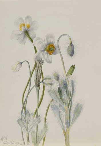 Bearpoppy (Arctomecon merriami)