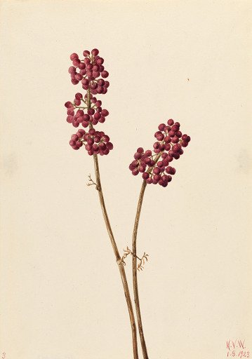 Beauty Berry (Callicarpa americana)