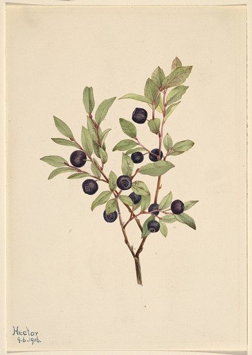 Big Whortleberry (Vaccinium membranaceum)