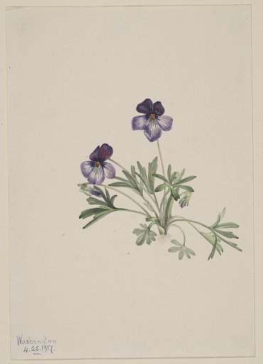 Birdsfoot Violet (Viola pedata)
