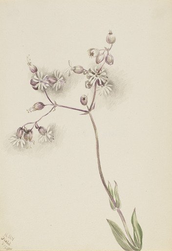 Bladder Campion (Silene latifolia)