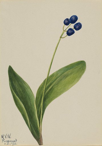 Blue Bead (Clintonia borealis)