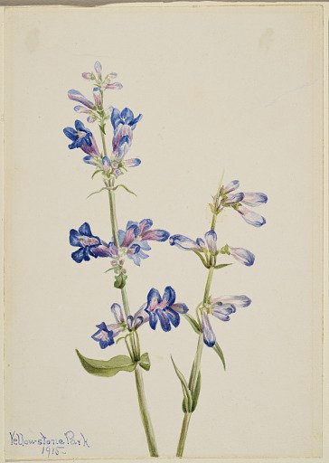 Blue Beard-Tongue (Pentstemon)