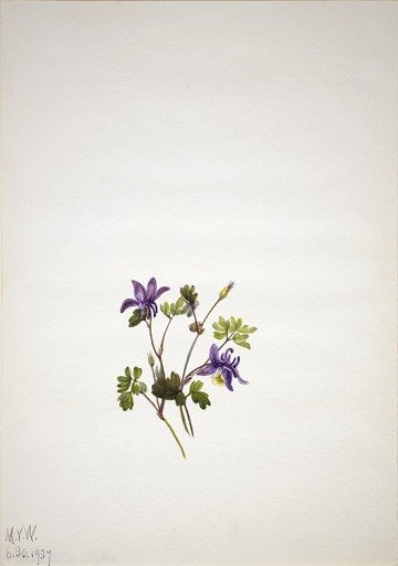 Blue Columbine (Aquilegia saximontana)