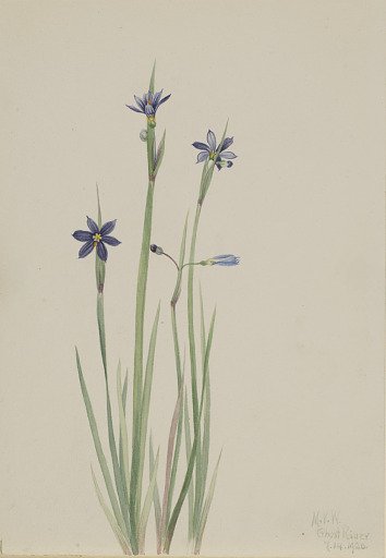 Blue-eyed-grass (Sisyrinchium angustifolium)