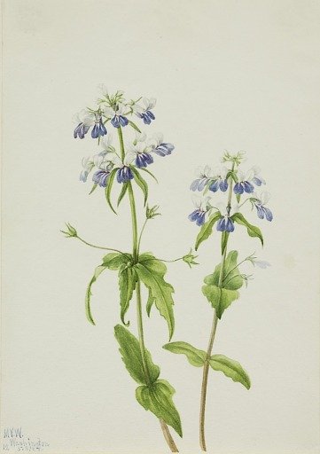 Blue-Eyed Mary (Collinsia verna)