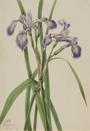 Blueflag Iris (Iris versicolor)