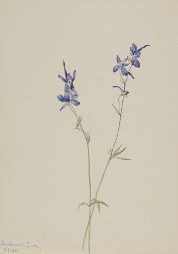 Blue Larkspur (Delphinium nuttallianum)