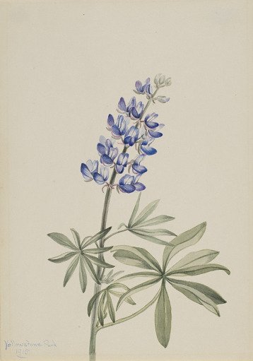 Blue Lupine (Lupinus argenteus)