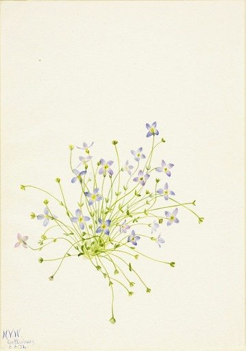 Bluets (Houstonia serpyllifolia)
