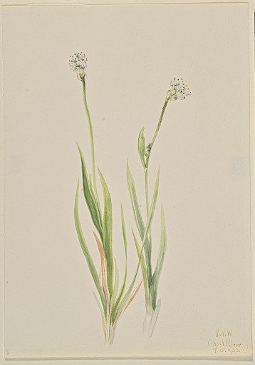 Bog-Asphodel (Tofieldia intermedia)