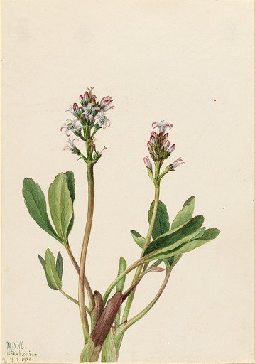 Bogbean (Menyanthes trifoliata)