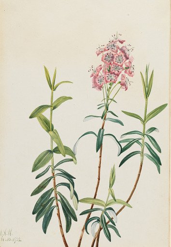 Bog Kalmia (Kalmia polifolia)